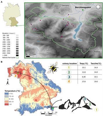 Cuticular hydrocarbons of alpine bumble bees (Hymenoptera: Bombus) are species-specific, but show little evidence of elevation-related climate adaptation